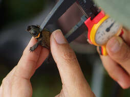 Image of Bog Turtle