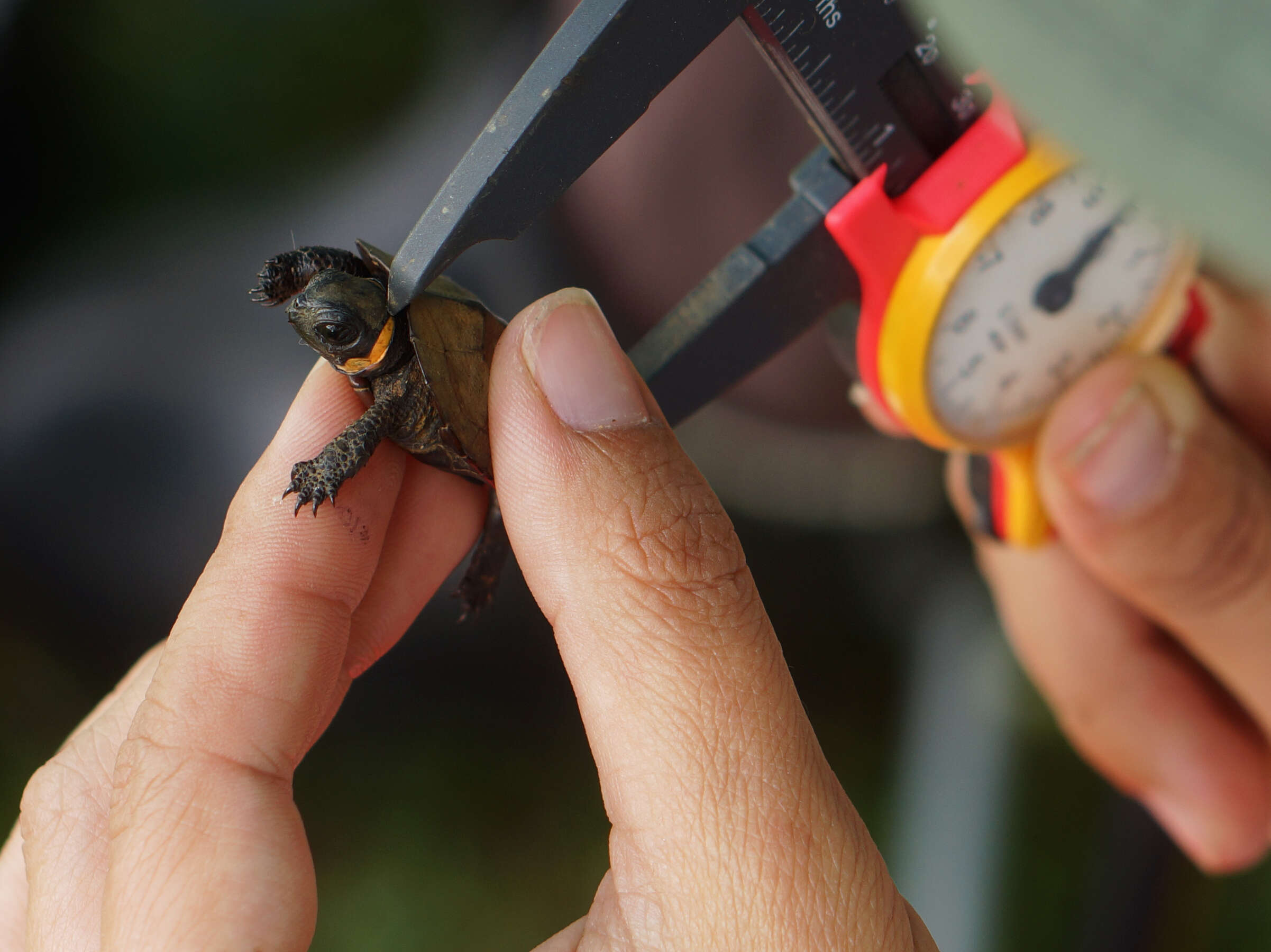 Image of Bog Turtle