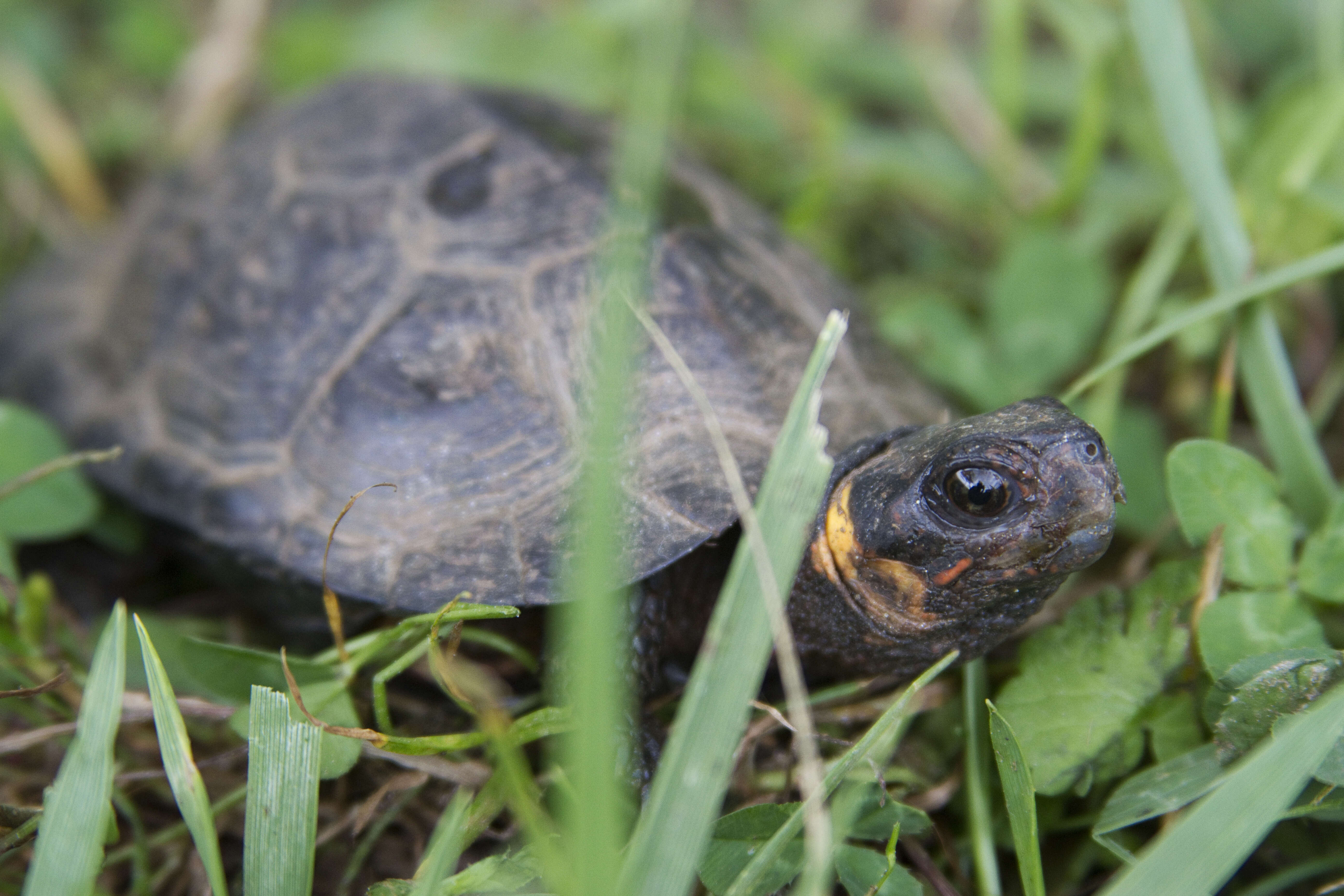 Image of Bog Turtle