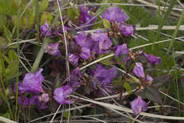 Image of Rhododendron mucronulatum subsp. sichotense (Pojark.) A. Khokhr.