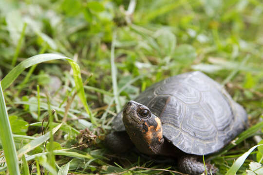 Image of Bog Turtle