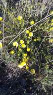 Image of Linum tauricum Willd.