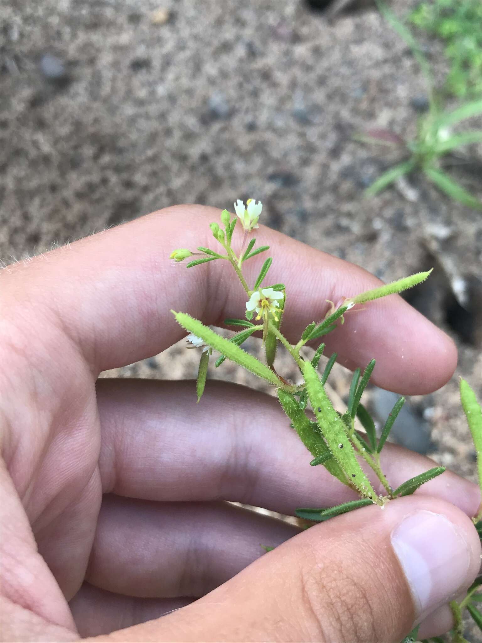 Image of James' clammyweed