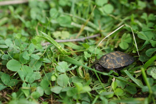 Image of Bog Turtle