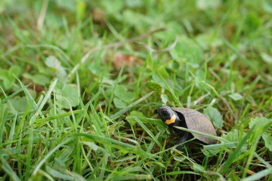 Image of Bog Turtle