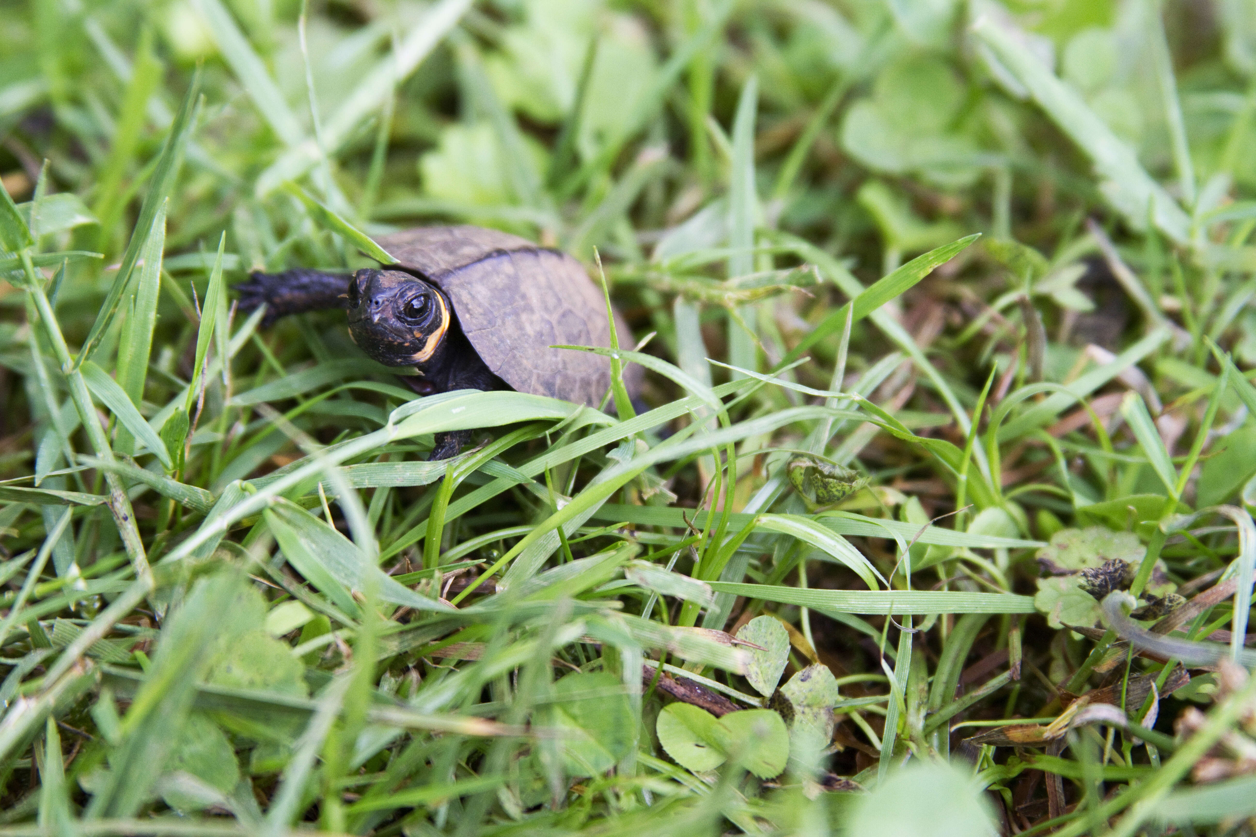 Image of Bog Turtle