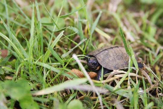 Image of Bog Turtle