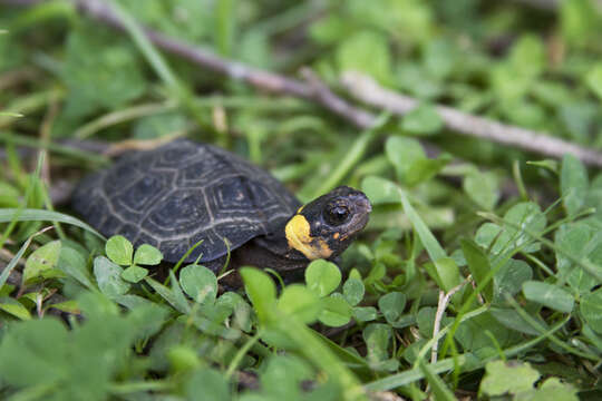 Image of Bog Turtle