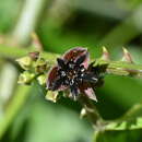 Image de Byttneria australis St.-Hil.