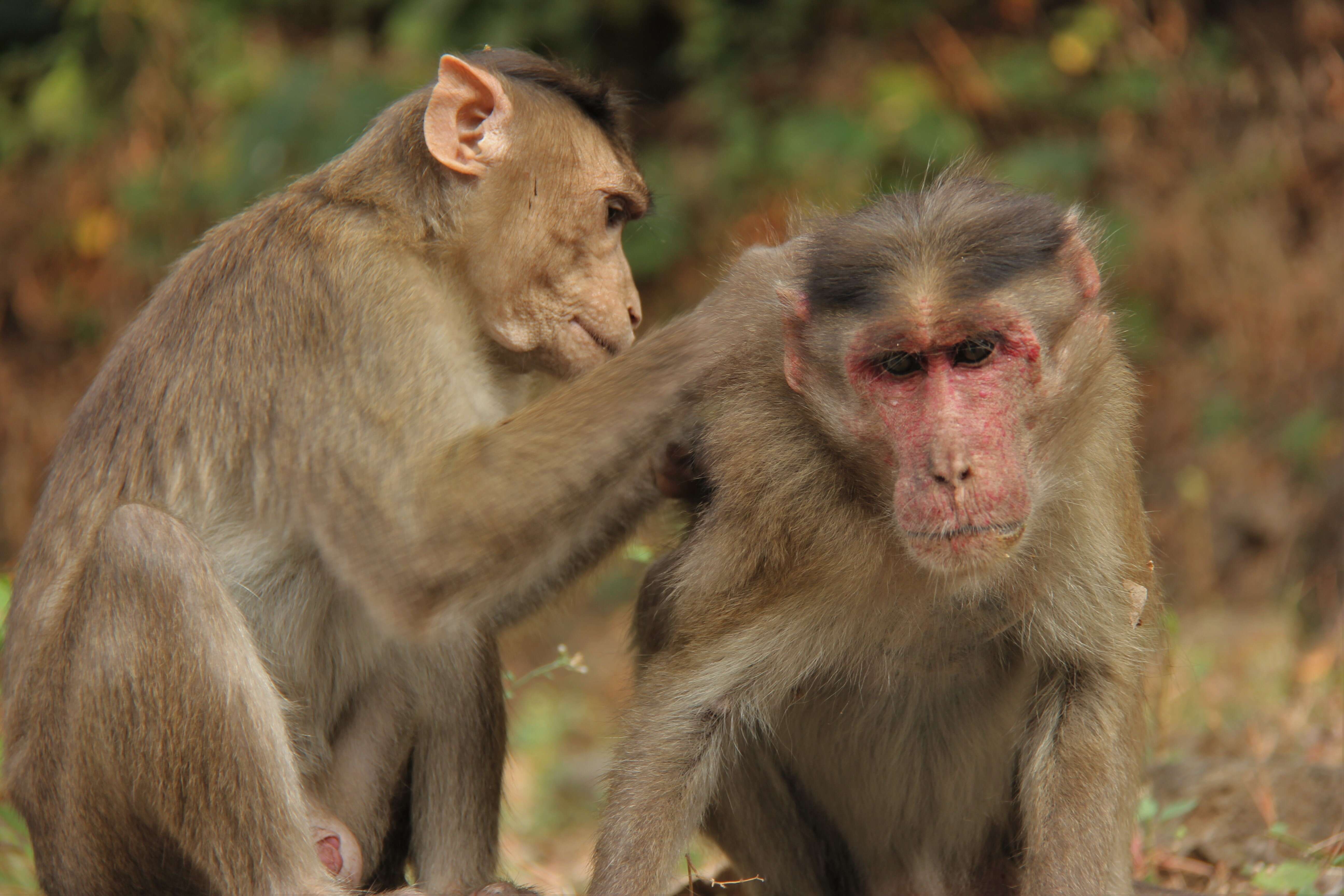 Image of Bonnet Macaque