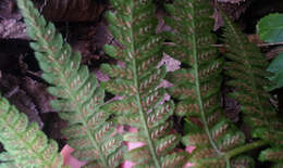 Image de Deparia petersenii subsp. congrua (Brack.) M. Kato