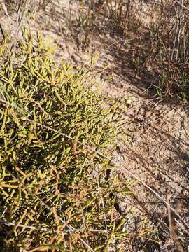 Image of Diosma dichotoma P. J. Bergius