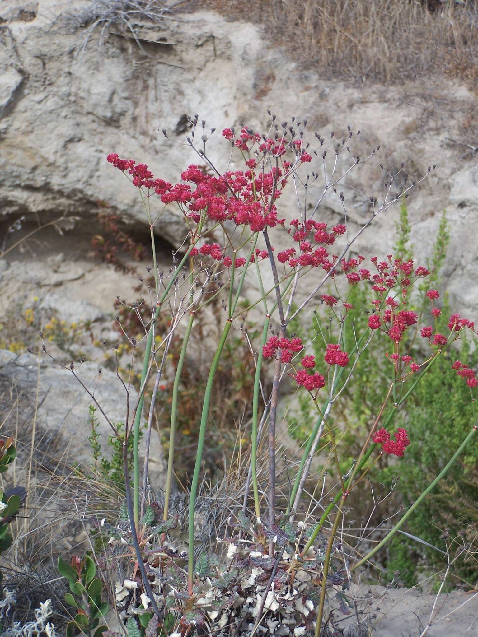 Image of redflower buckwheat