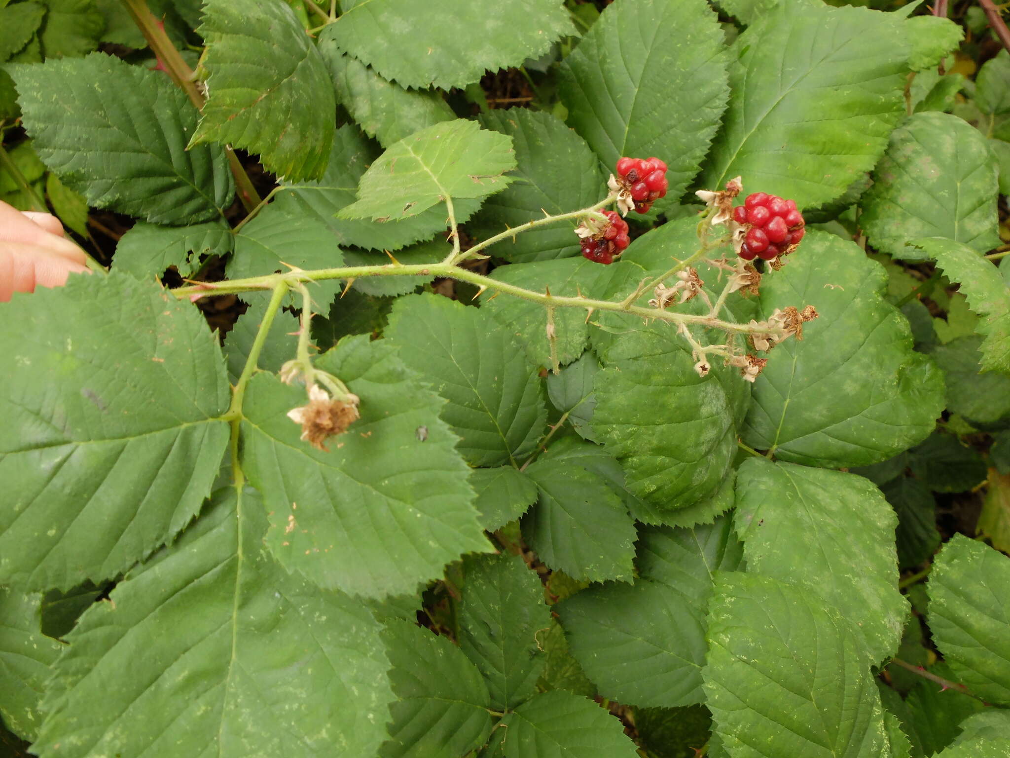 Слика од Rubus ursinus Cham. & Schltdl.