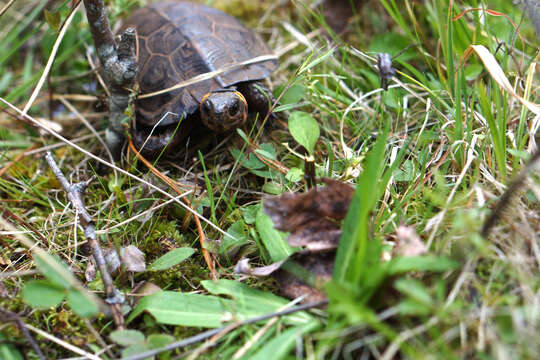 Image of Bog Turtle