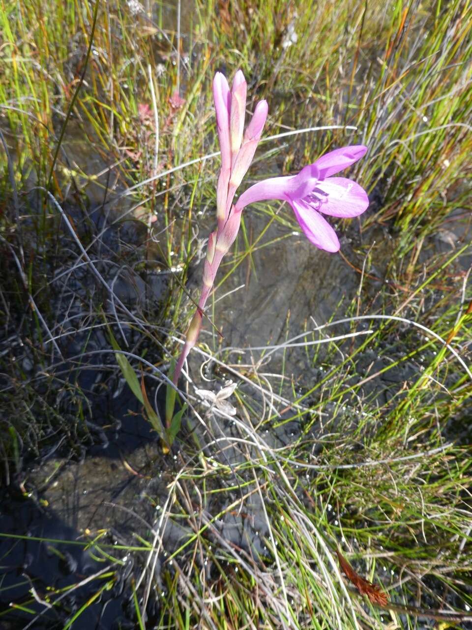 Слика од Watsonia coccinea (Herb. ex Baker) Baker