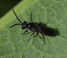 Image of Sphecodes Latreille 1804