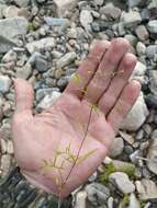 Image of longleaf starwort