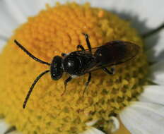 Image of Sphecodes Latreille 1804