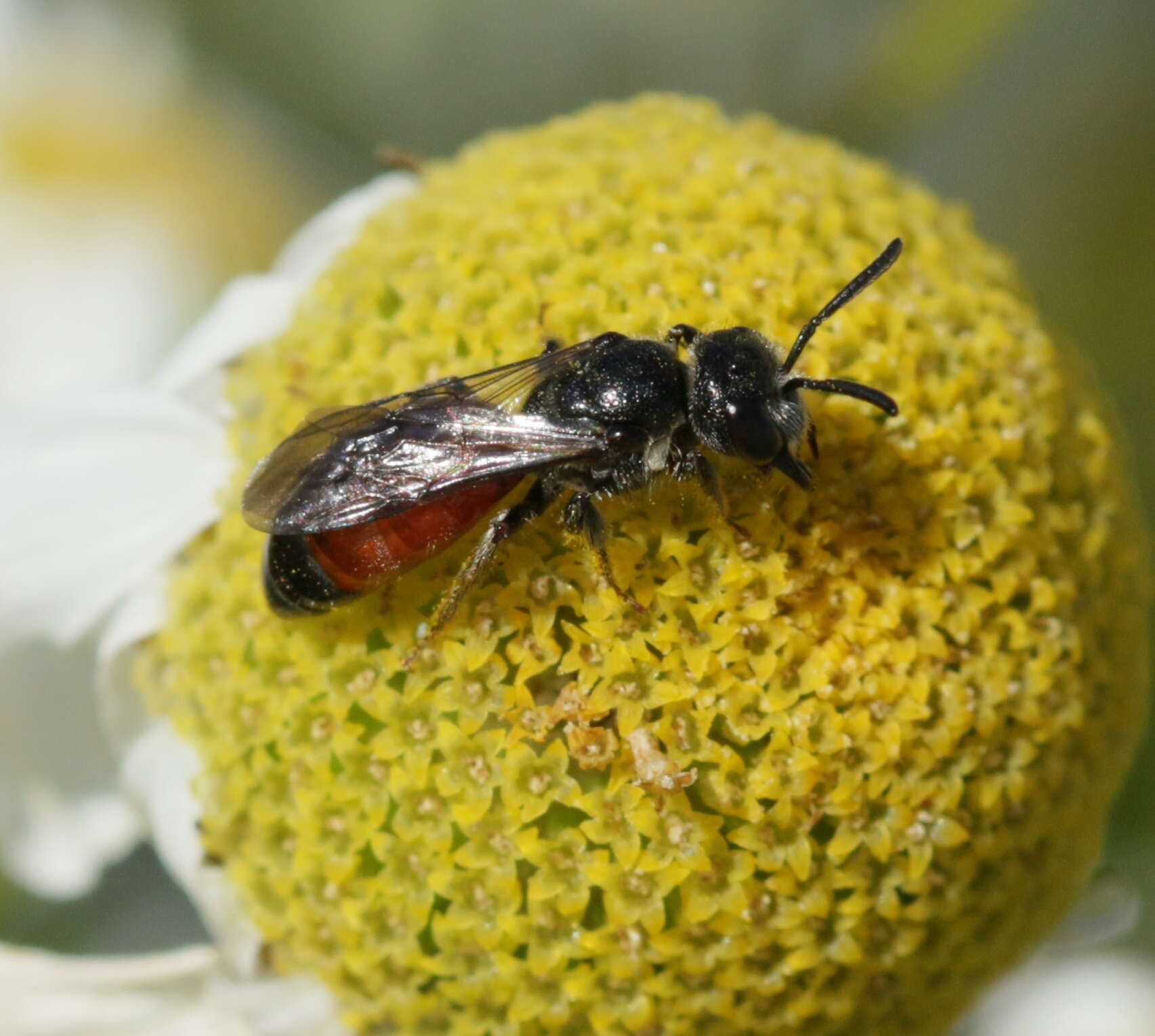 Image of Sphecodes Latreille 1804