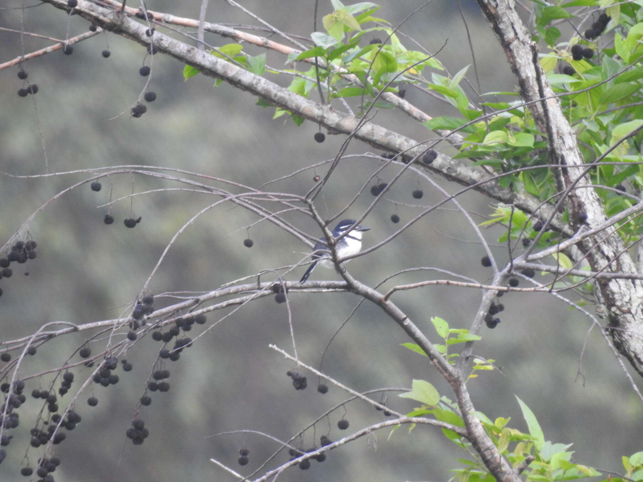 Image of Greater Pied Puffbird