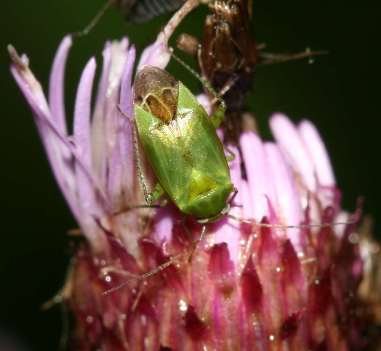 صورة Apolygus lucorum (Meyer-Dur 1843)