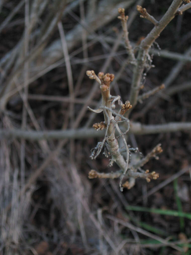 Image of Pacific poison oak