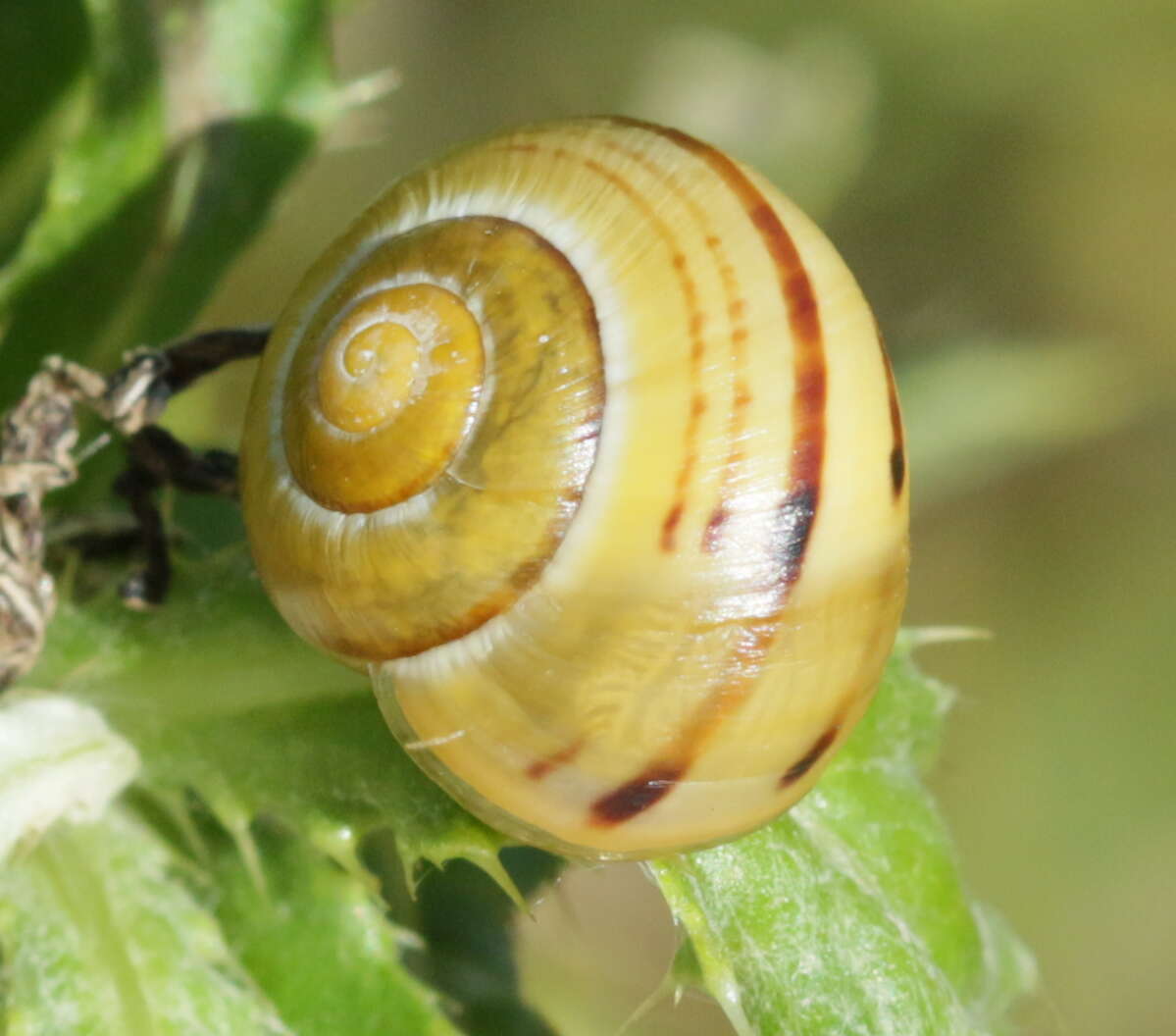 Image of Brown Lipped Snail