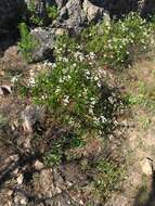 Ageratina glechonophylla (Less.) R. King & H. Rob. resmi