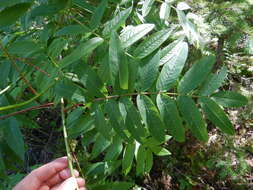 Image of northern mountain ash