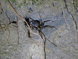 صورة Dolomedes raptor Bösenberg & Strand 1906