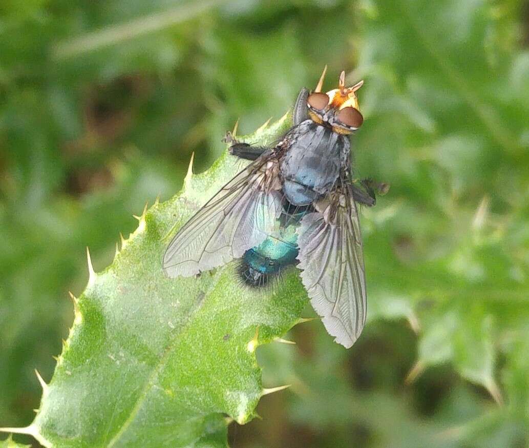 Cynomya mortuorum (Linnaeus 1761) resmi