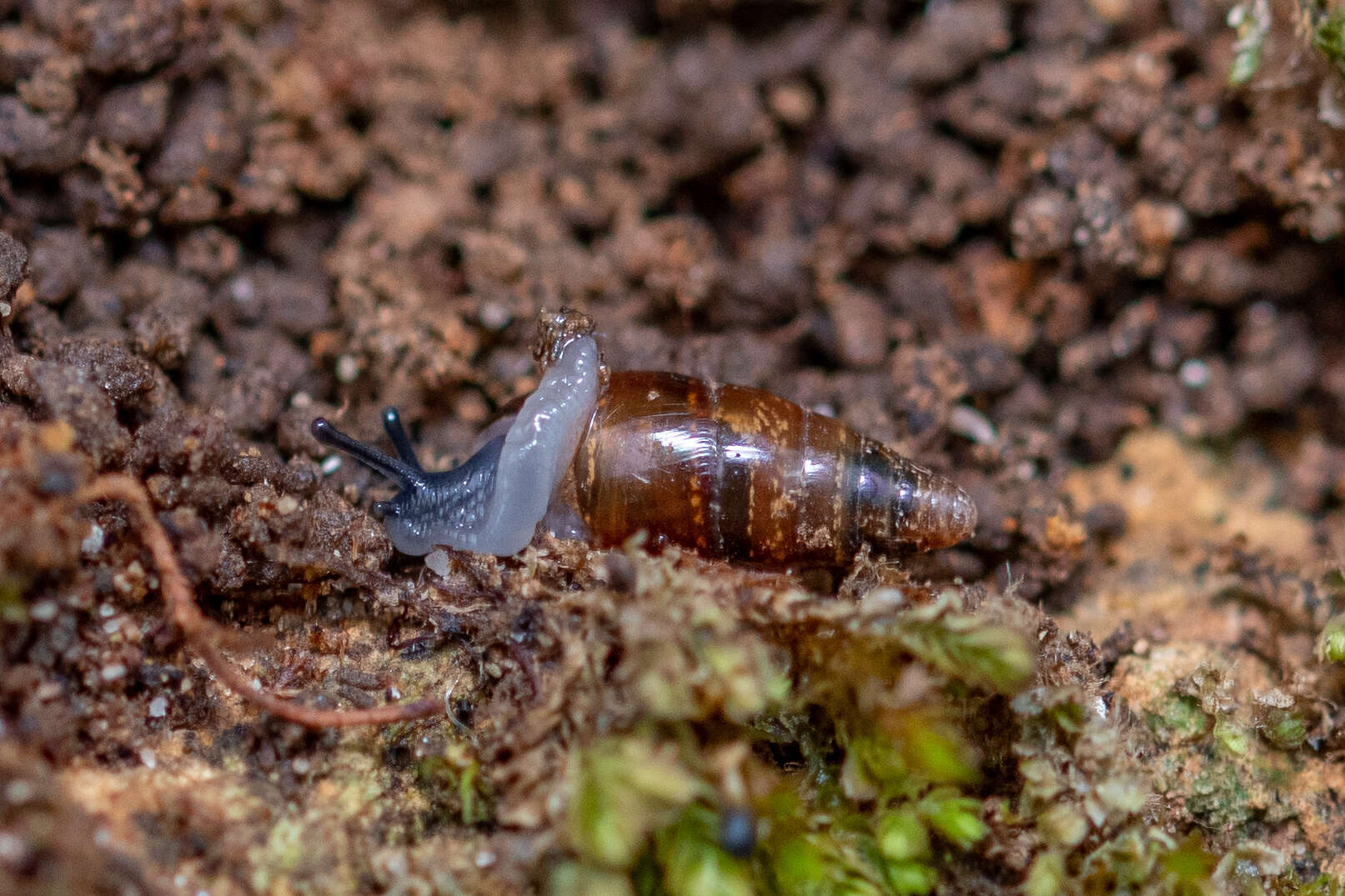 Image of Three-toothed Moss Snail