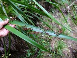 Image of Machaerina sinclairii (Hook. fil.) T. Koyama