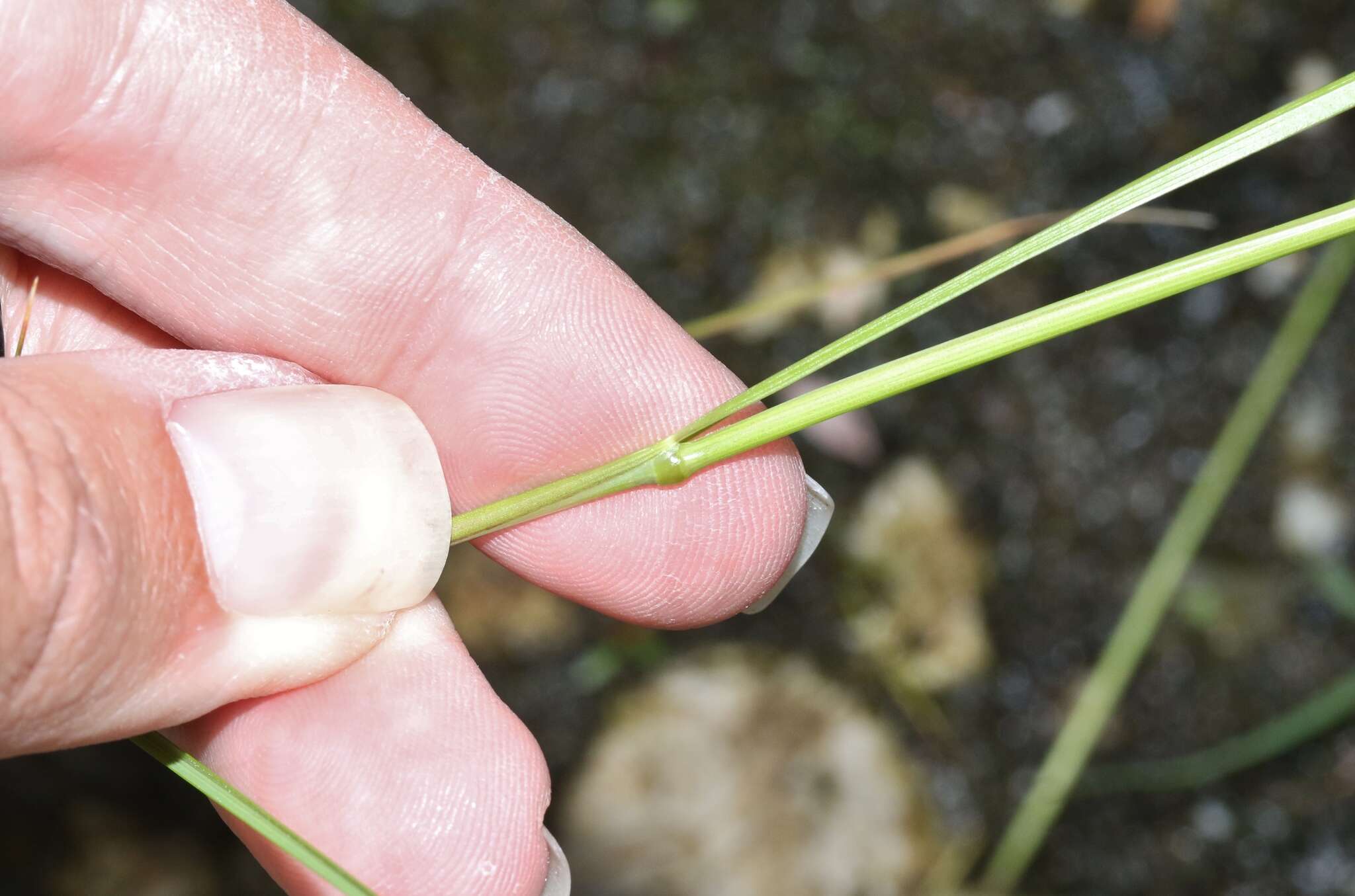 Image of brome fescue