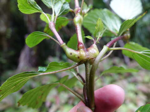 Image of Eupatorium gall midge