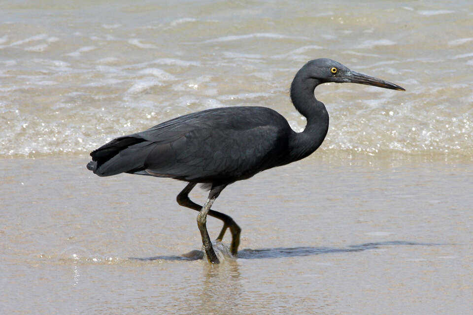 Image of Eastern Reef Egret