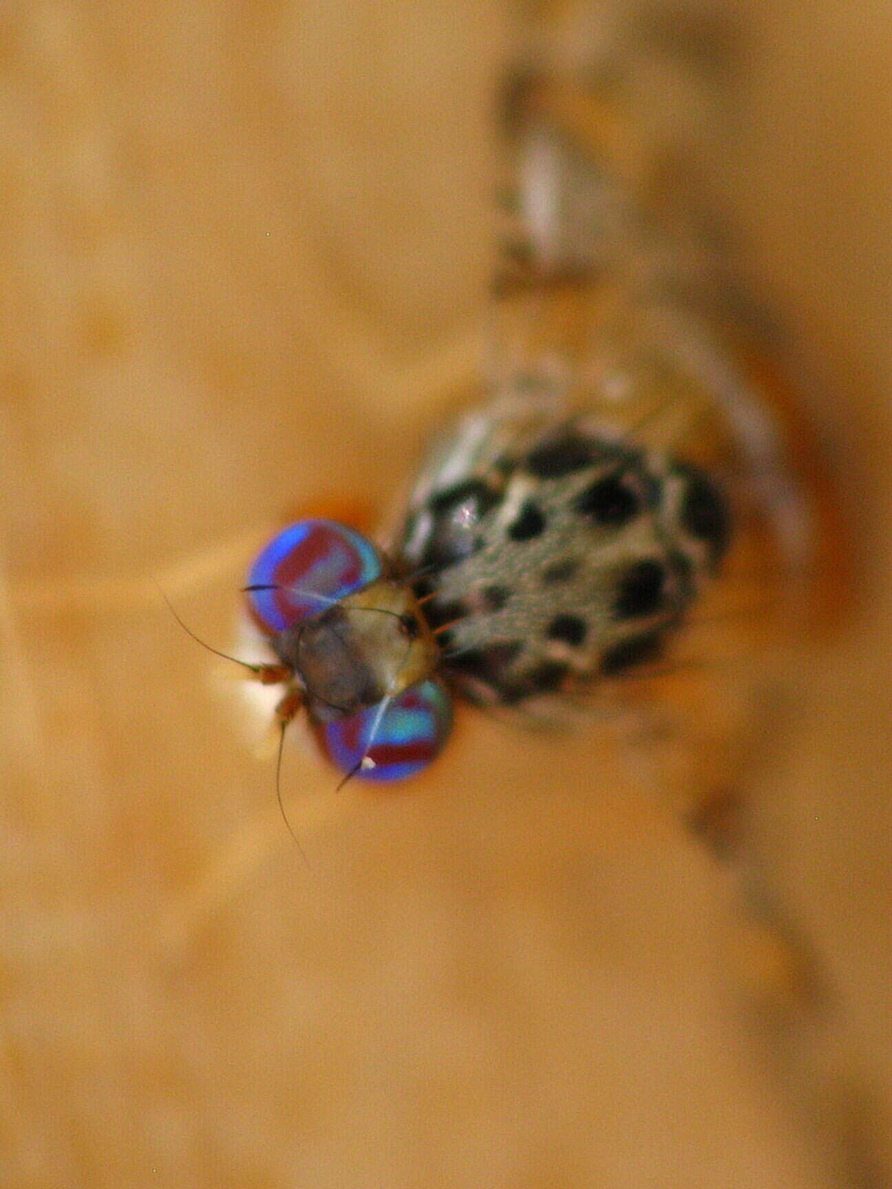 Image of Mediterranean fruit fly