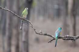 Image of Golden-shouldered Parrot