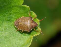 Image of sloe bug