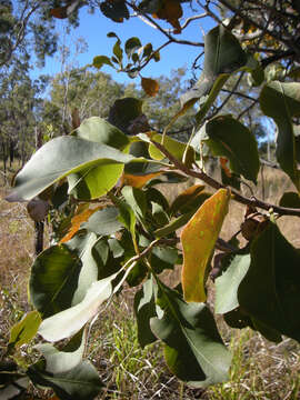 Image of Planchonia careya (F. Muell.) R. Knuth