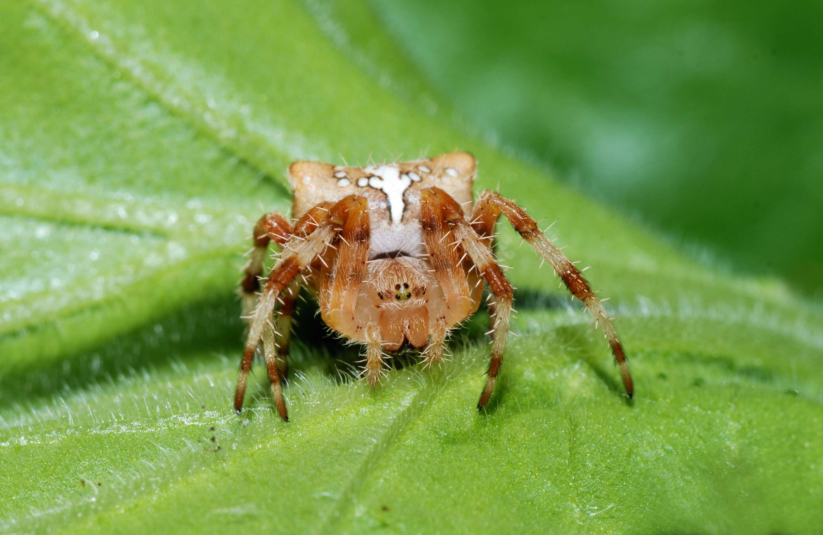 Image of Araneus pallidus (Olivier 1789)