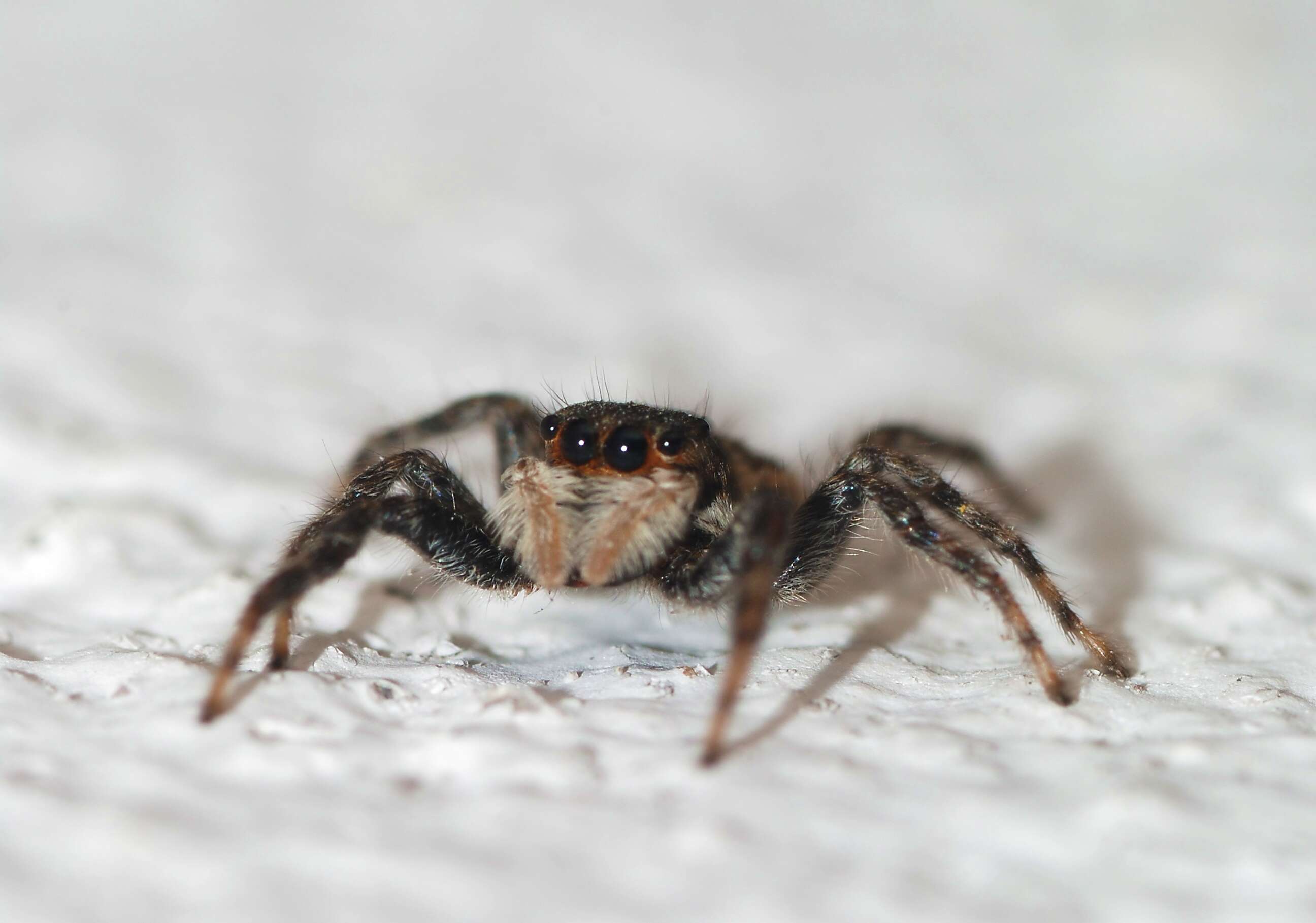 Image of Thinlegged Wolf Spiders