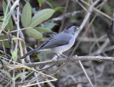 صورة Coryphospingus pileatus (Wied-Neuwied 1821)