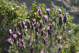 Imagem de Lavandula stoechas L.