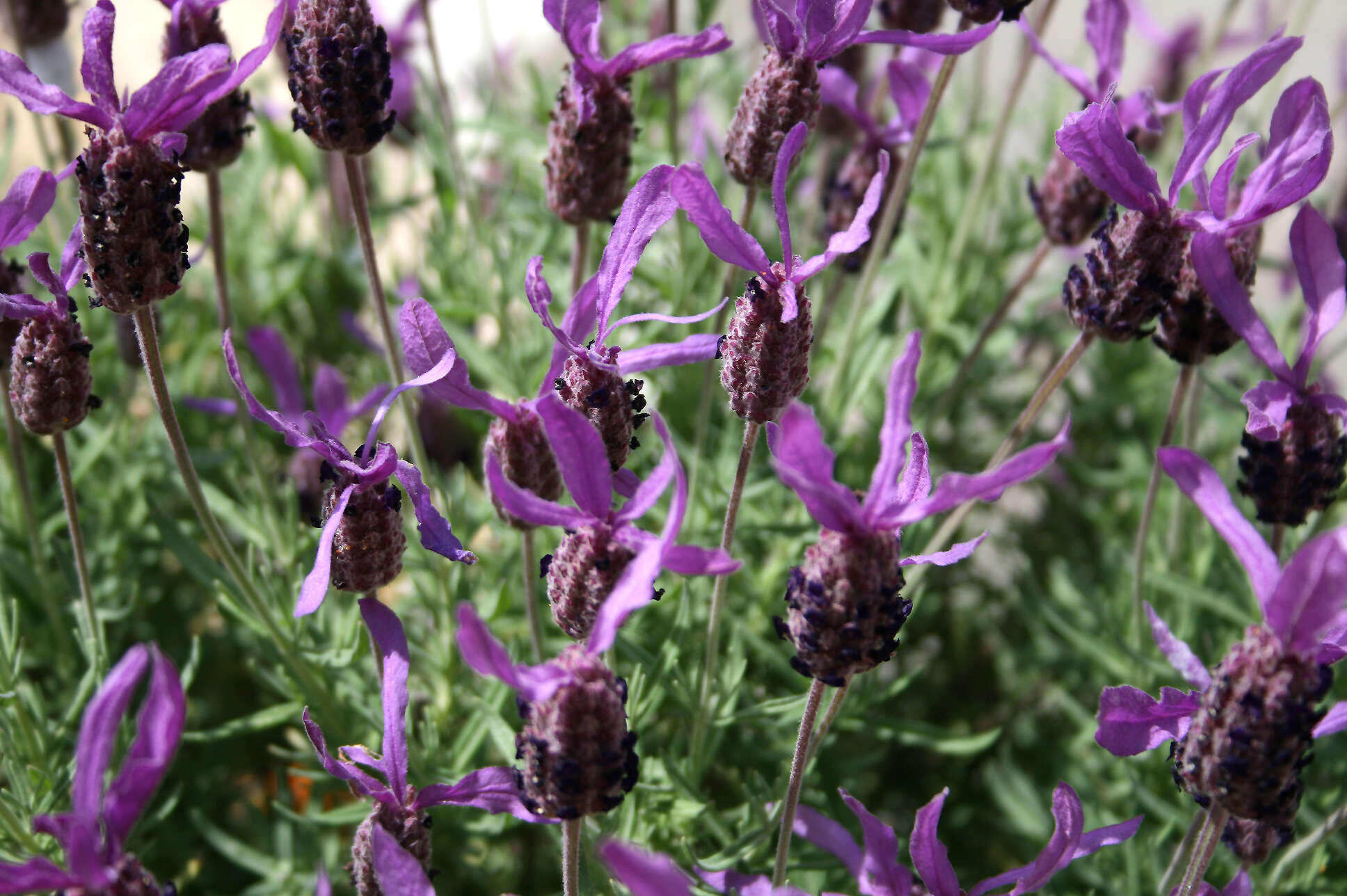 Image of French lavender