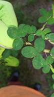 Image of Korean clover