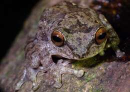 Image of Large Ponmudi Bush Frog