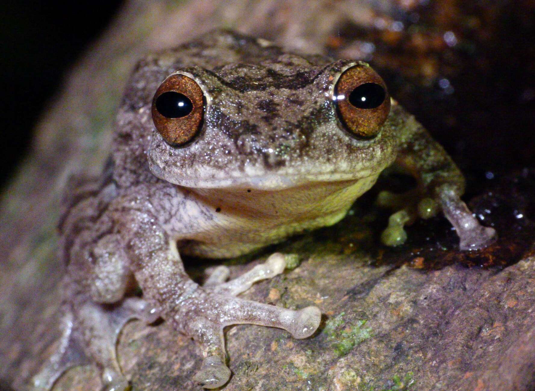 Image of Large Ponmudi Bush Frog