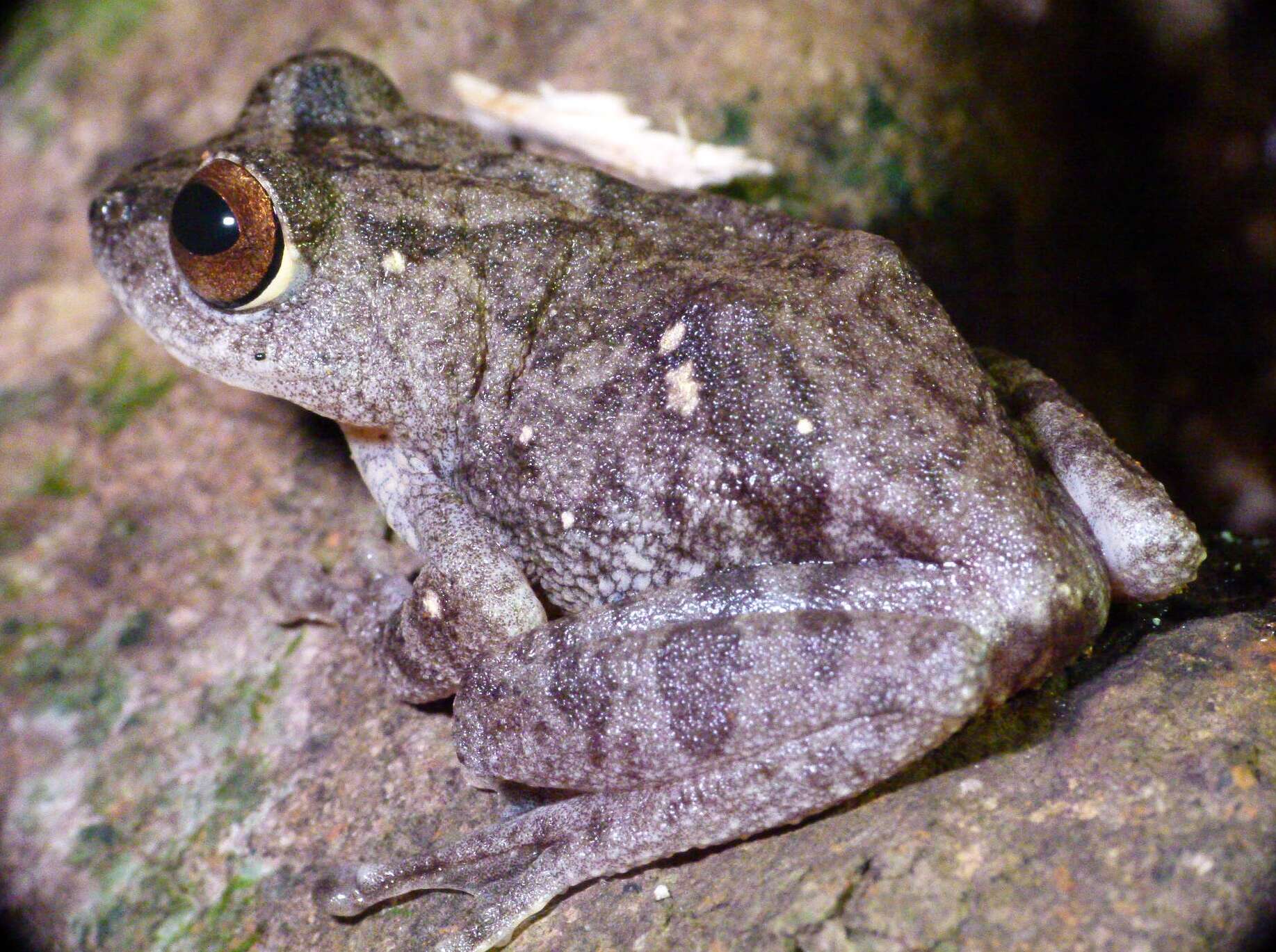 Image of Large Ponmudi Bush Frog